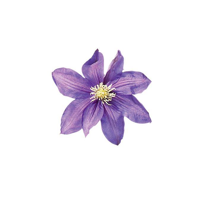 Starlight Waltz Fragrant Posy